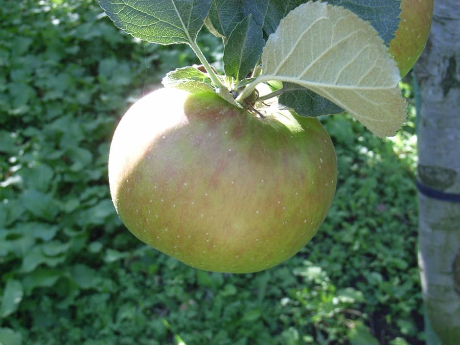 farm9.jpg