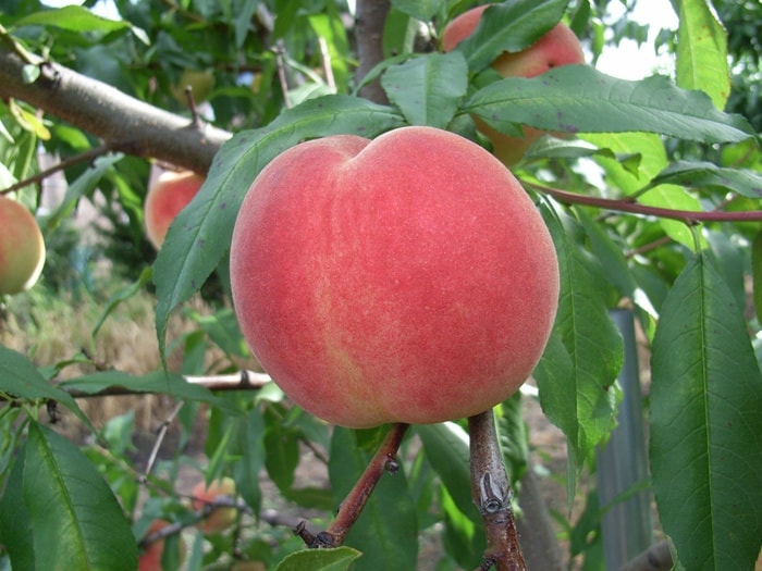 farm7.jpg